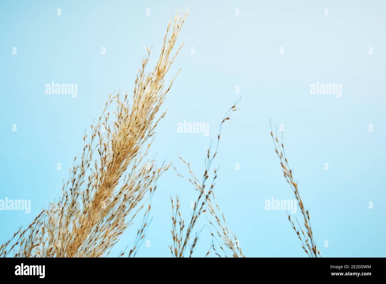 Dry reed, reed seeds. Golden reed grass in the sun against the blue sky
