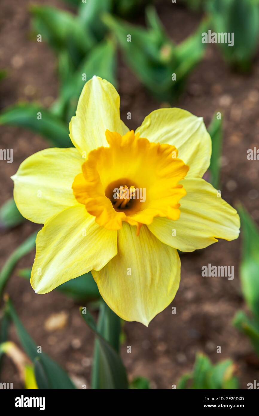 Yellow narcissus, detail with anthers of the flower Stock Photo