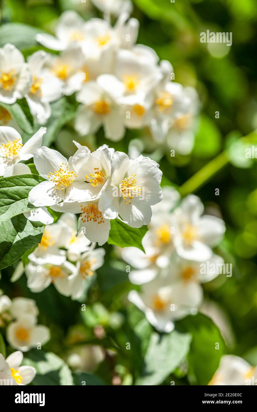 in springtime jasmine tree, background bokeh closeup Stock Photo