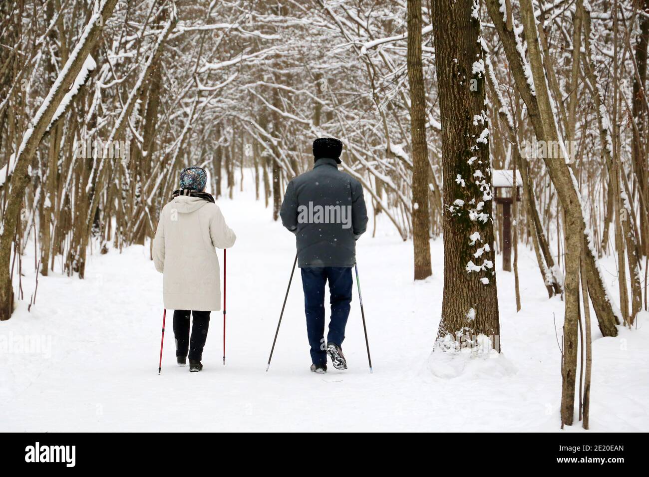 Nordic walking, healthy lifestyle. Elderly couple with sticks in winter park during snowfall, cold weather Stock Photo