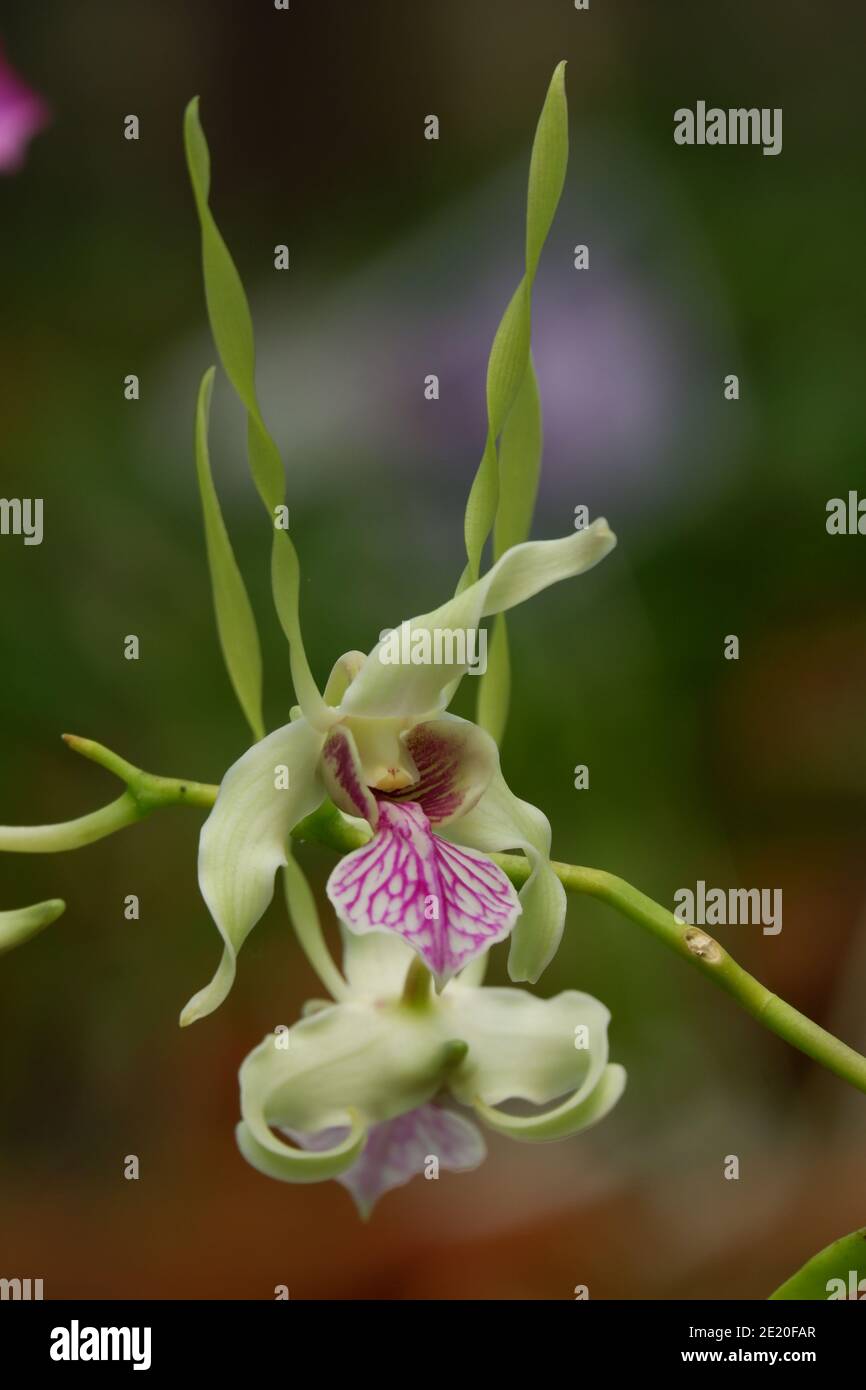close up image of dendrobium stratiotes orchid isolated blur background Stock Photo