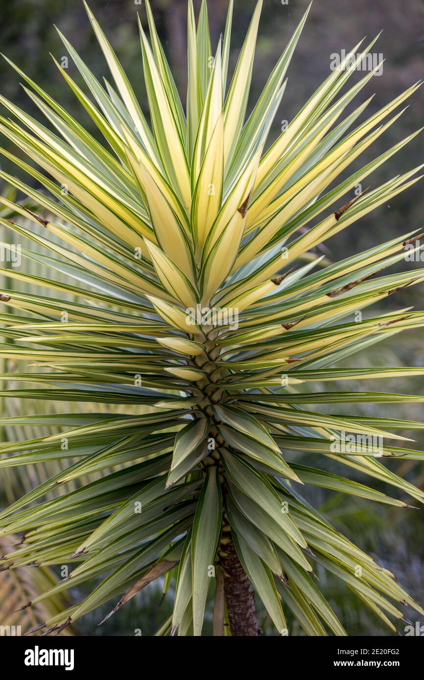 künstliche topfpflanzen groß Monstera Künstliche Pflanze auf Stamm 150 cm