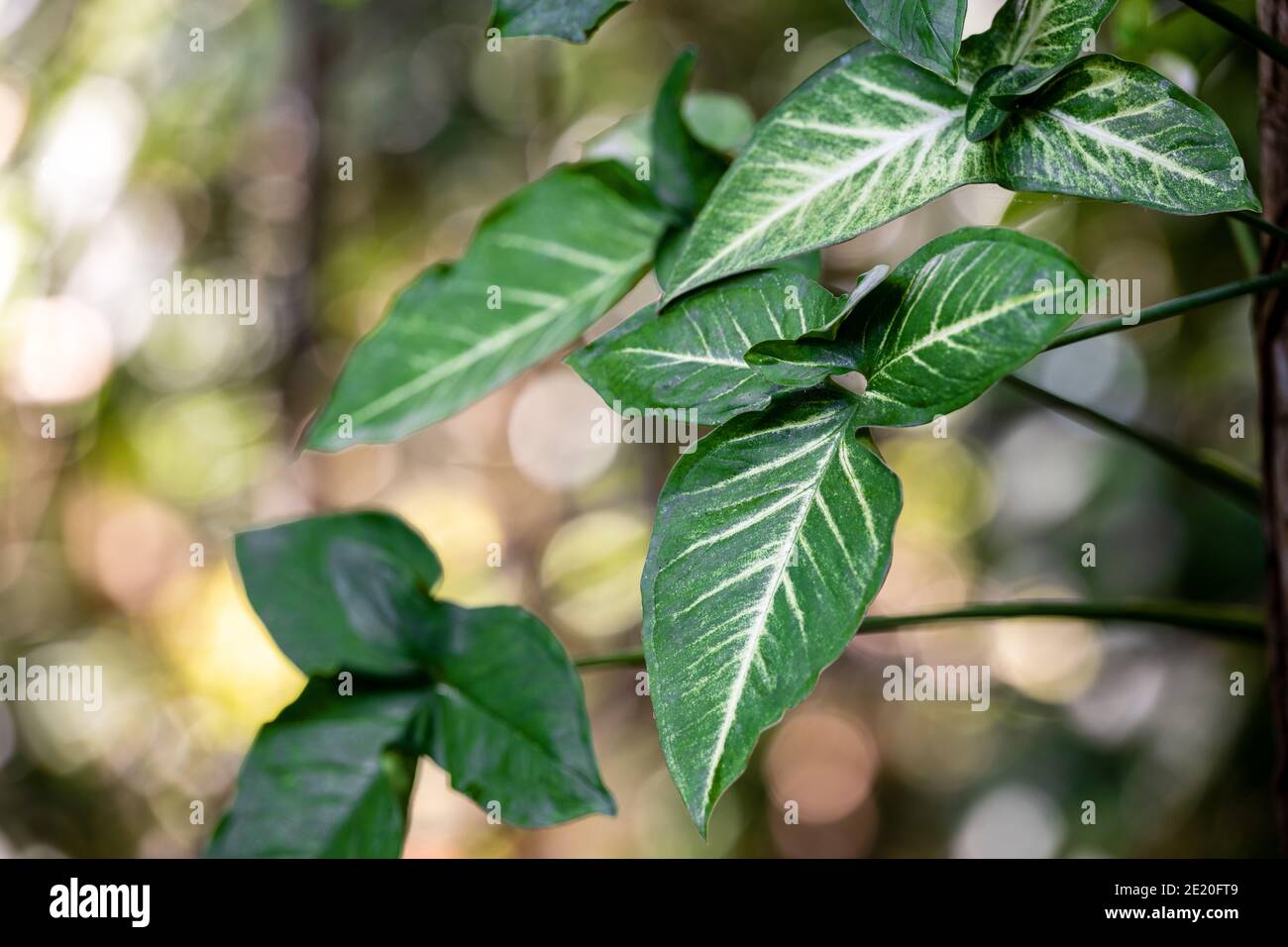 Tricolor Nephthytis or Syngonium podophyllum Green heart-shaped leaves, beautifully patterned leaf close-up and bokeh background, used as a decorative Stock Photo