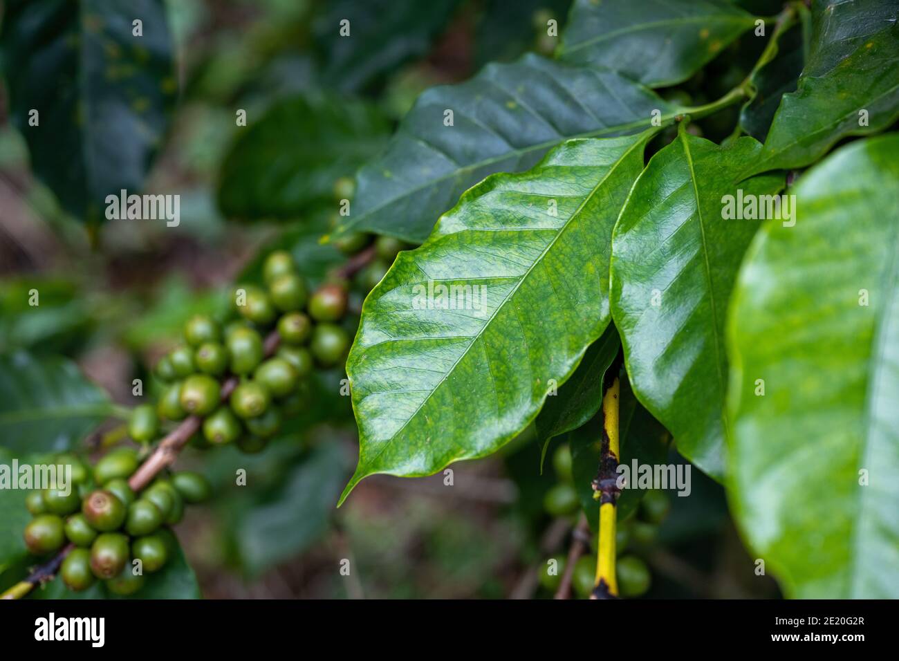 Fresh green coffee plant leaves and Arabica coffee beans in a cultivation plantation in northern Thailand. Stock Photo