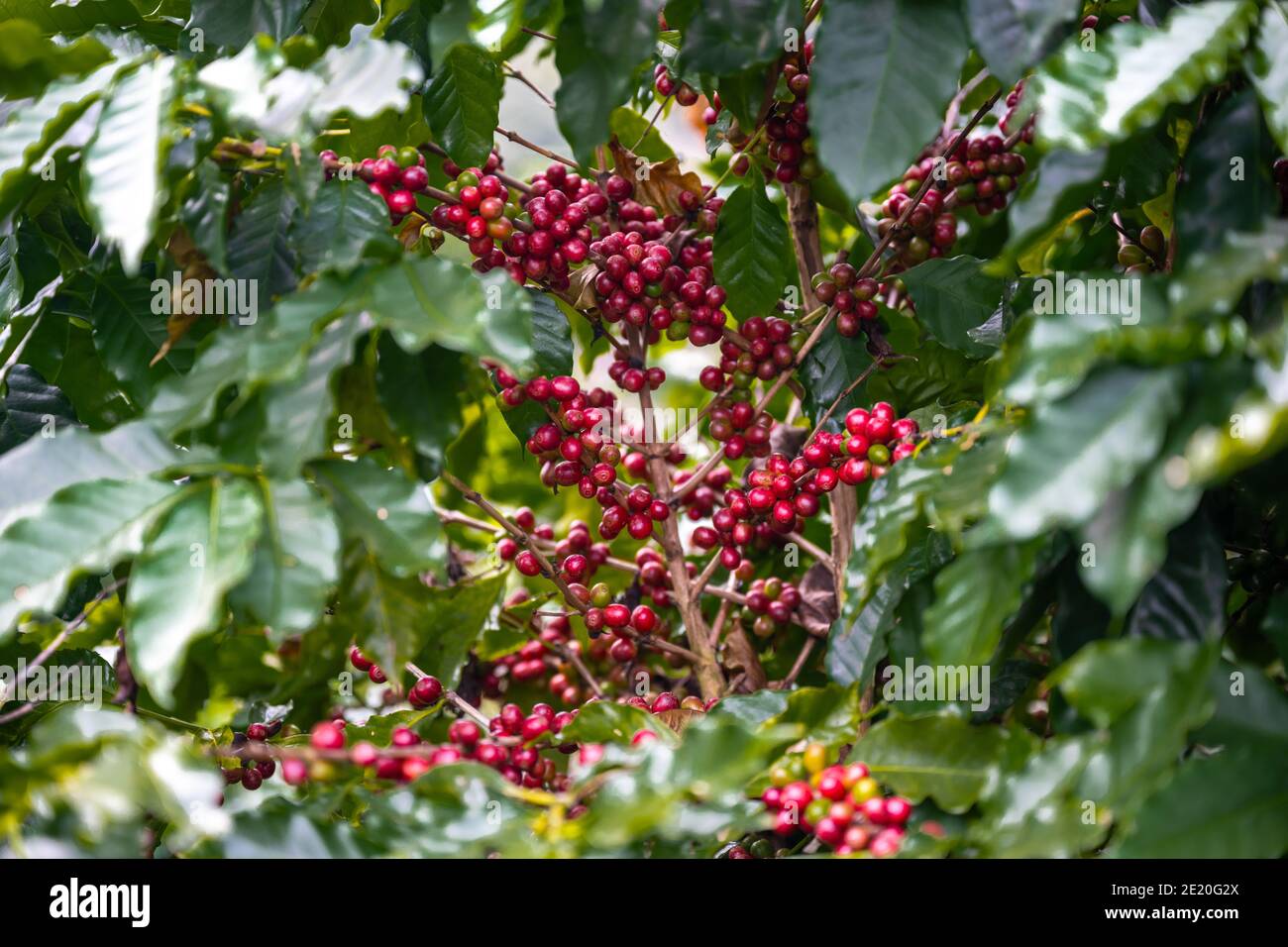 Coffee trees and arabica coffee beans in a plantation in northern Thailand, a large bunch of bright red. Stock Photo