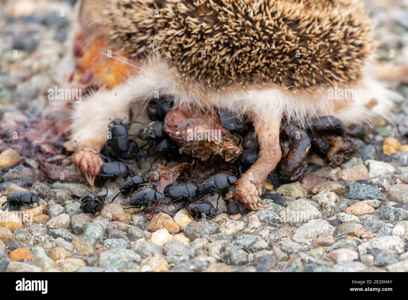 Beetles For Hedgehog  
