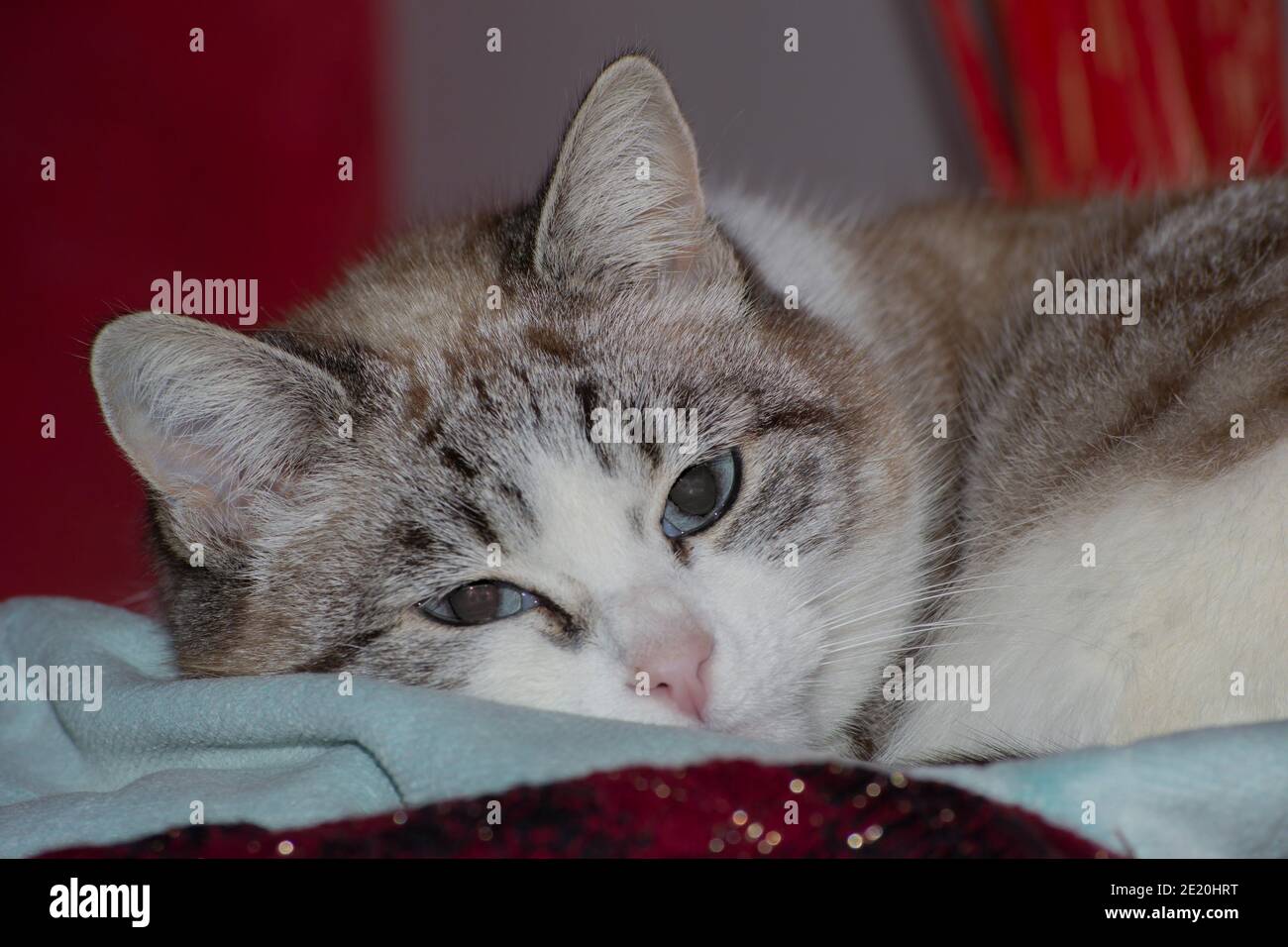 portrait of a tabby cat lying down on bed Stock Photo