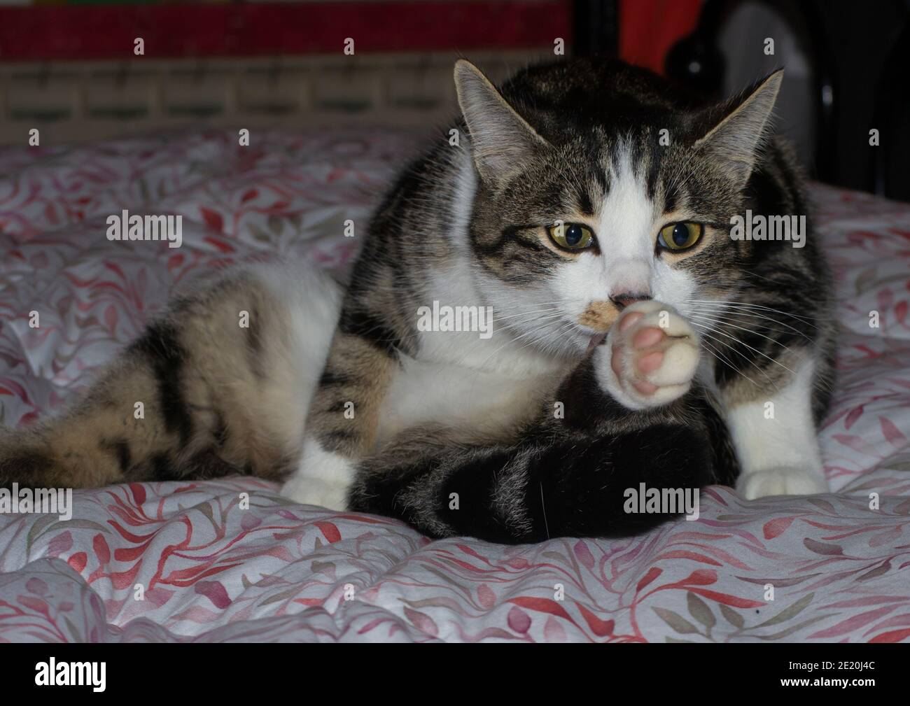portrait of a cat cleaning a paw with its tongue Stock Photo
