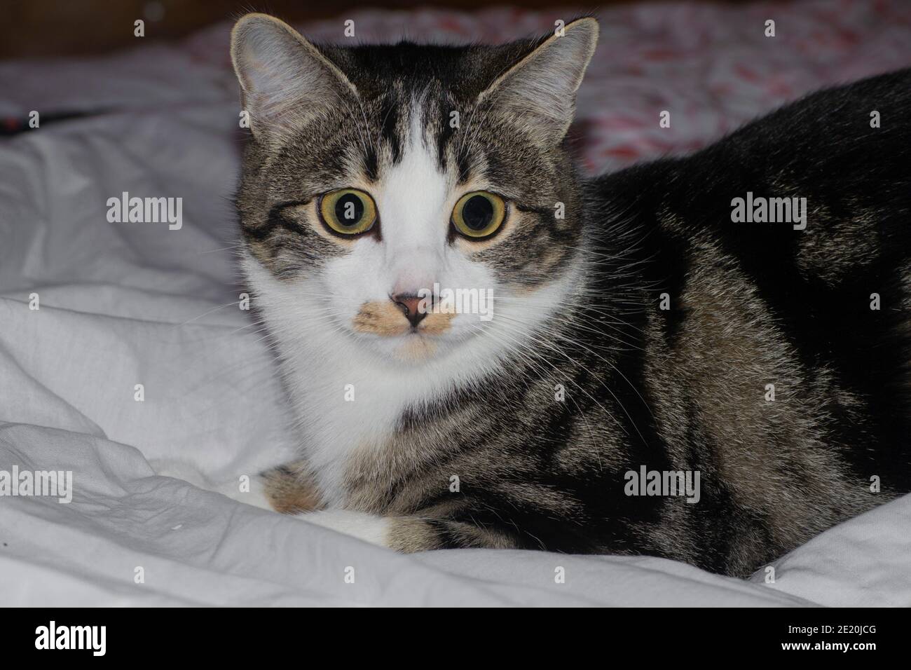 portrait of a tabby cat with big yellow eyes lying down on bed Stock Photo