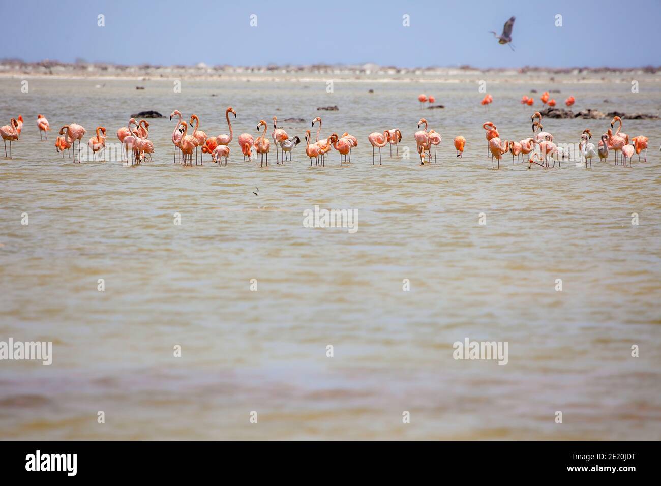 A group of pink greater flamingos, Phoenicopterus rubber, in a lake on the island of Bonaire, Netherlands Antilles, Caribbean. Stock Photo