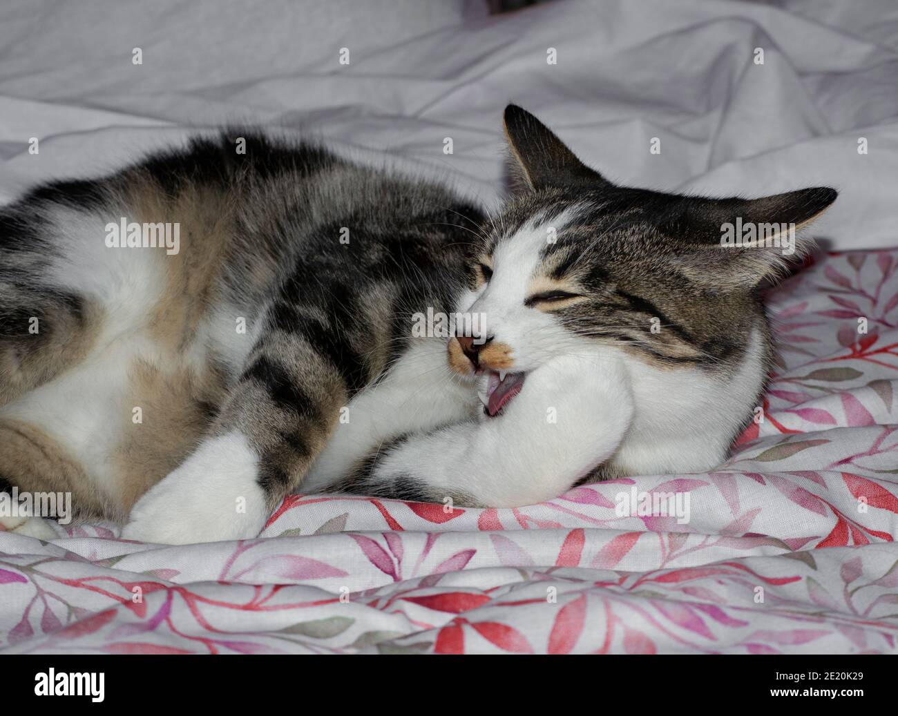 portrait of a cat lying on the bed wiping a paw Stock Photo