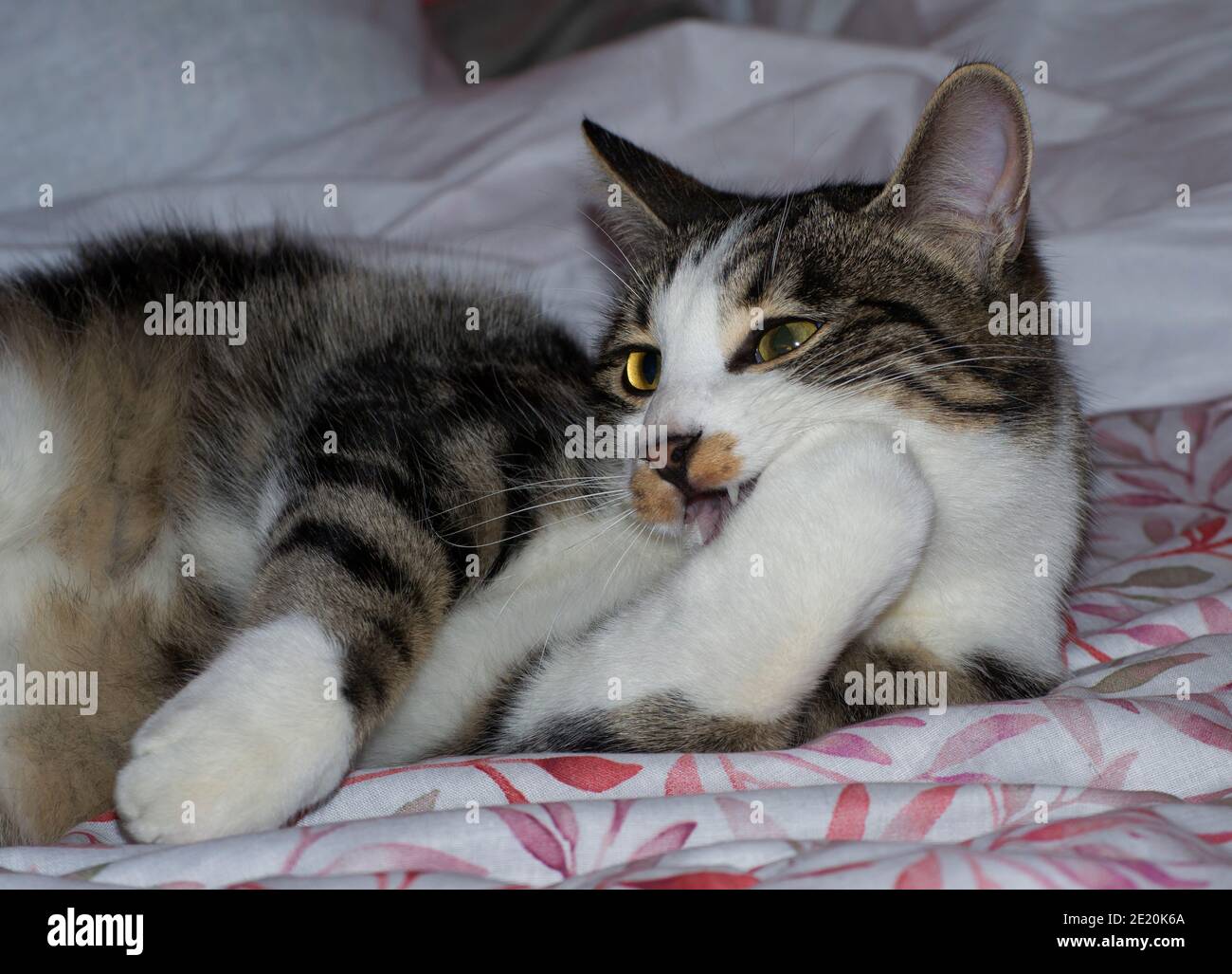 portrait of a cat lying on the bed wiping a paw Stock Photo