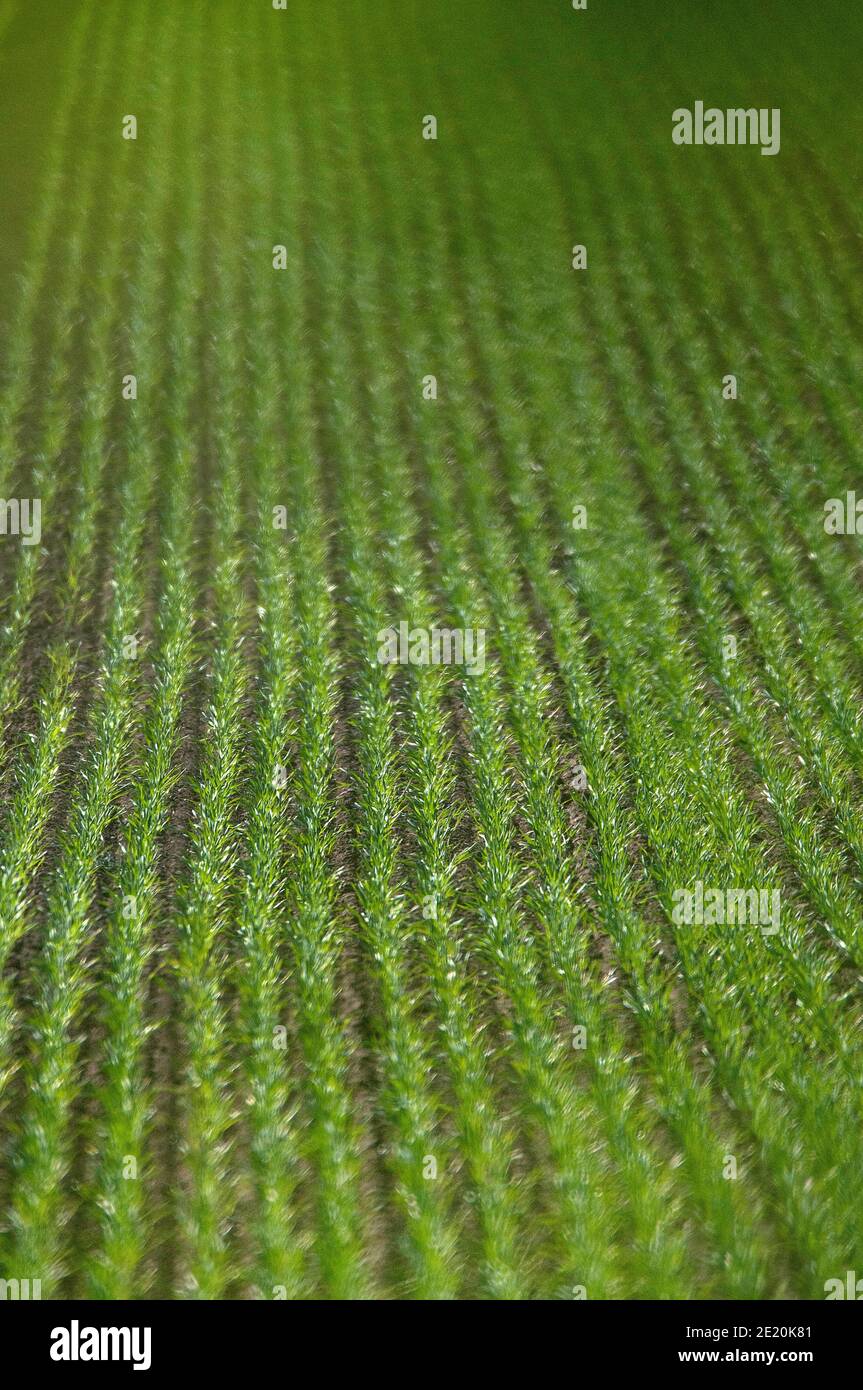 Green parallel lines of a young corn field Stock Photo - Alamy