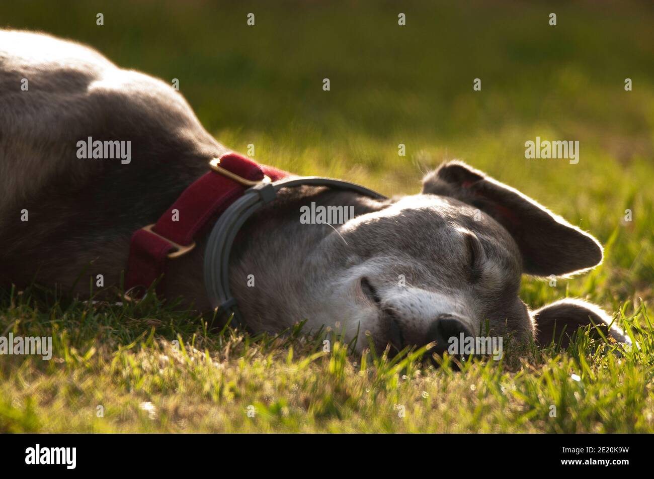 Sleeping greyhound Stock Photo Alamy