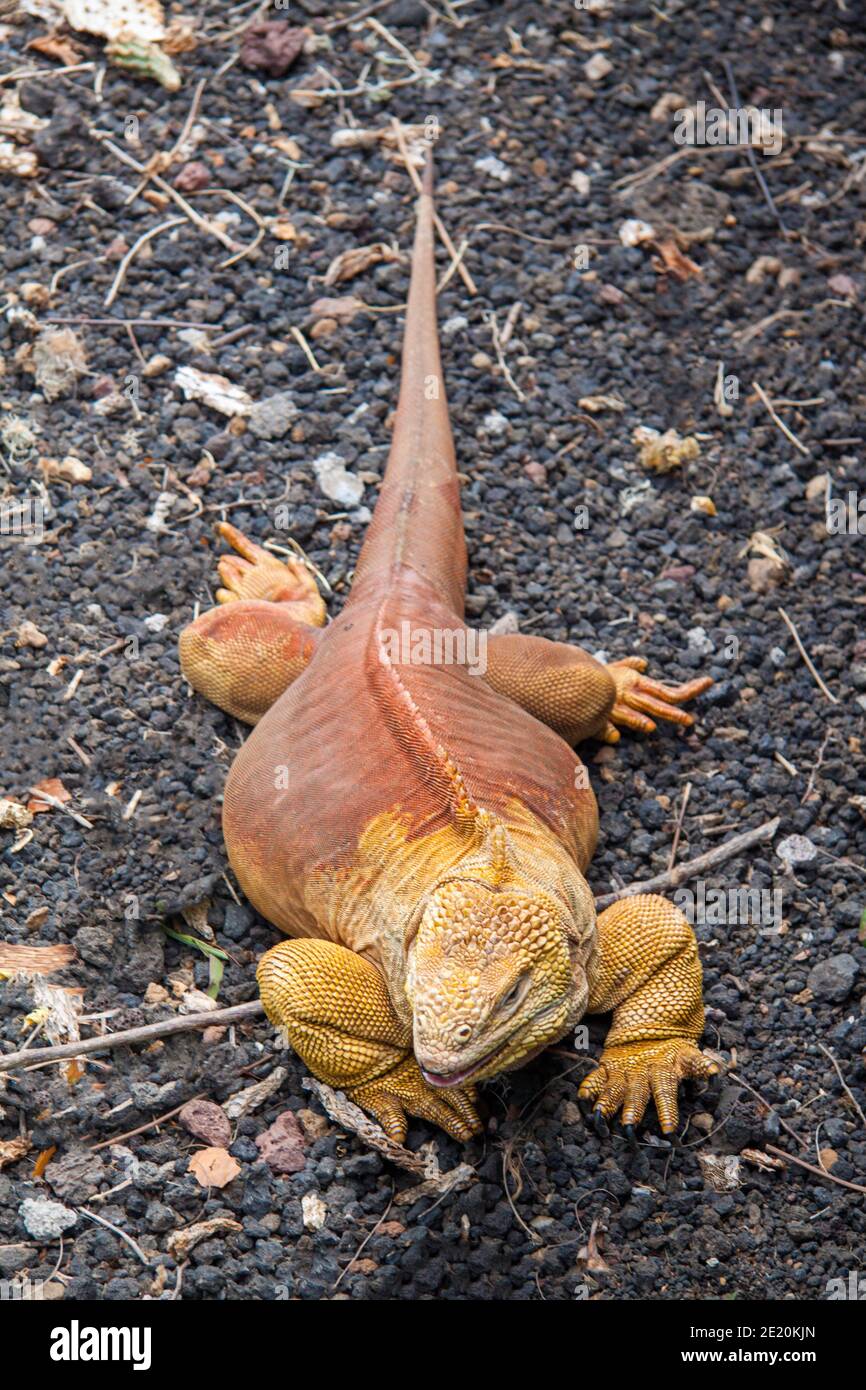 The endemic Galapagos land iguana, Conolophus subcristatus, Santa Cruz Island, Galapagos, Equador. Stock Photo
