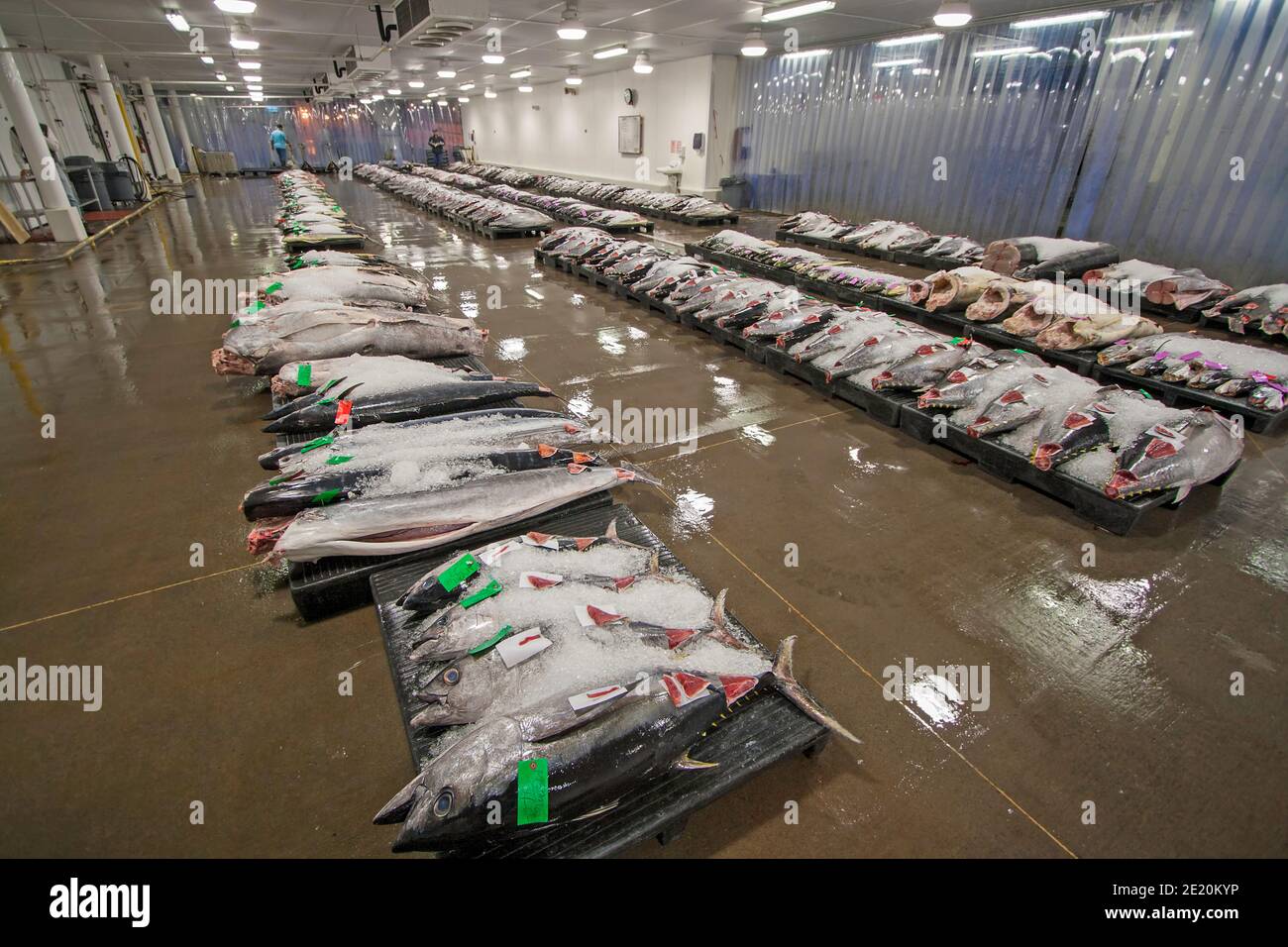 Yellowfin tuna and other open ocean species displayed for auction at the Honolulu United Fishing Agency's daily fish auction near Kewalo Basin on Oahu Stock Photo