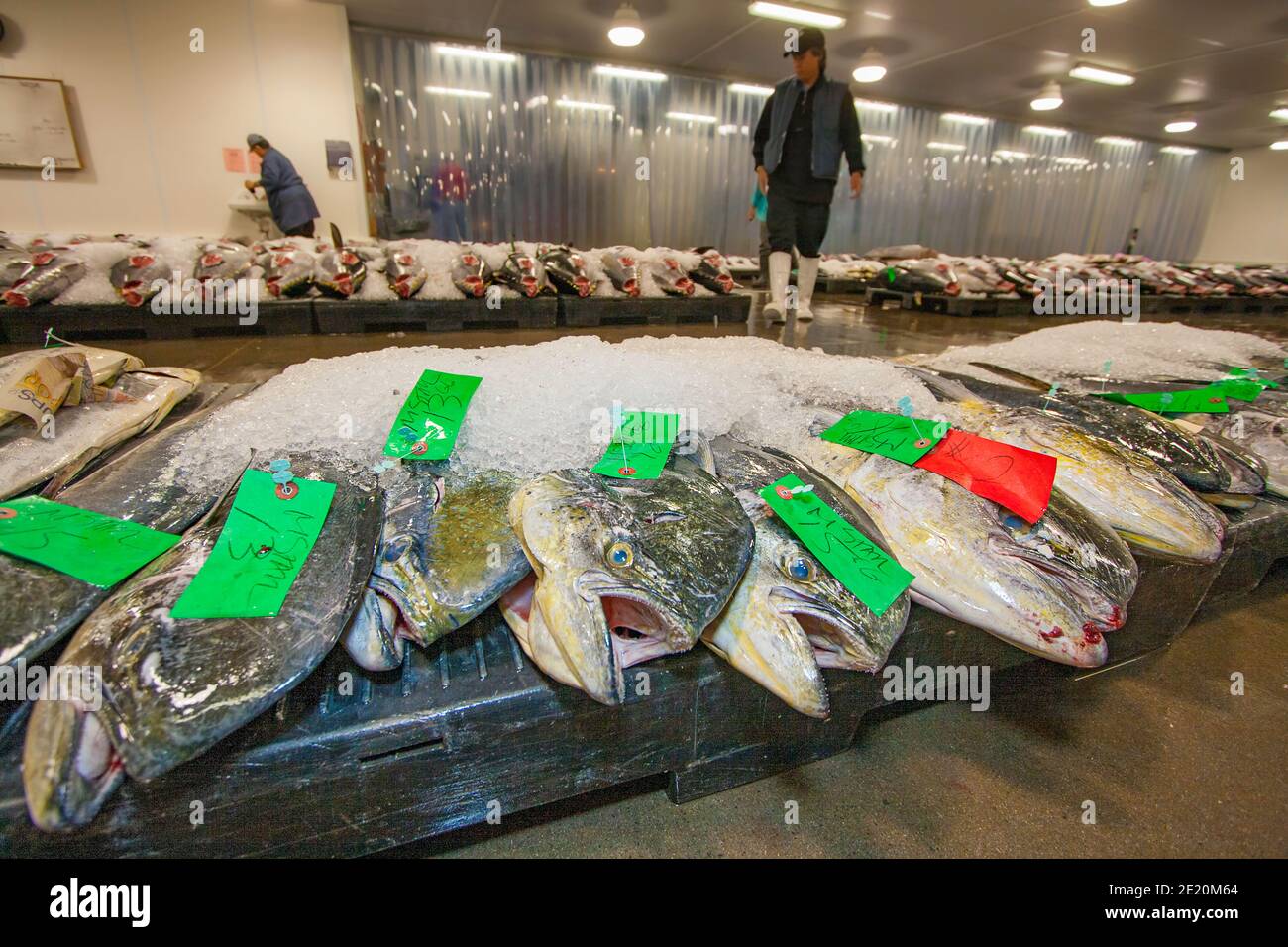 Mahi mahi and other open ocean species displayed for auction at the Honolulu United Fishing Agency's daily fish auction near Kewalo Basin on Oahu, Haw Stock Photo
