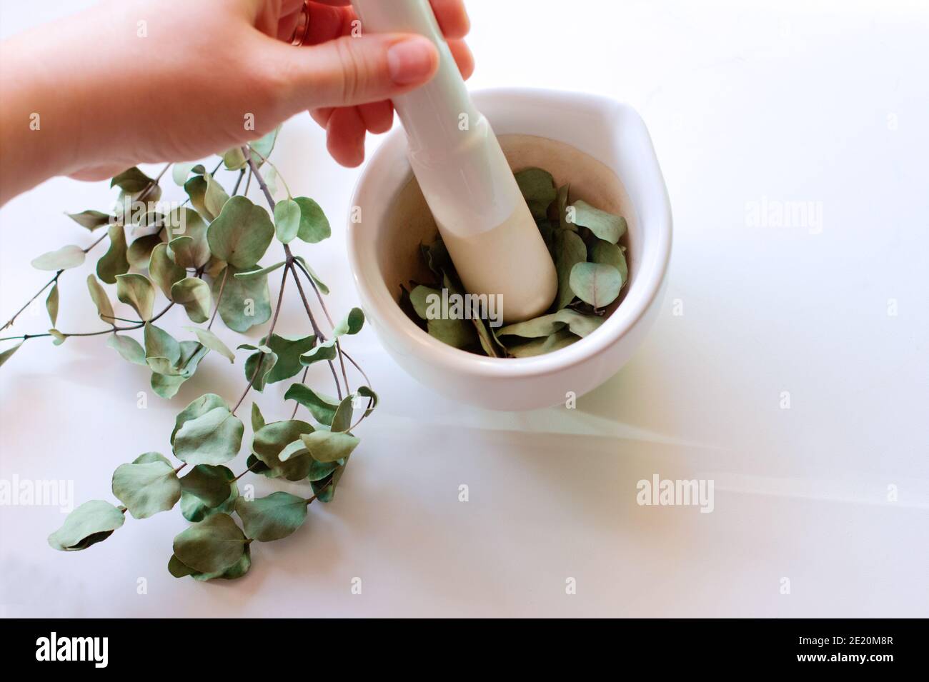 Healing herbs in white ceramic mortar and pestle. Alternative medicine concept. eucaliptus