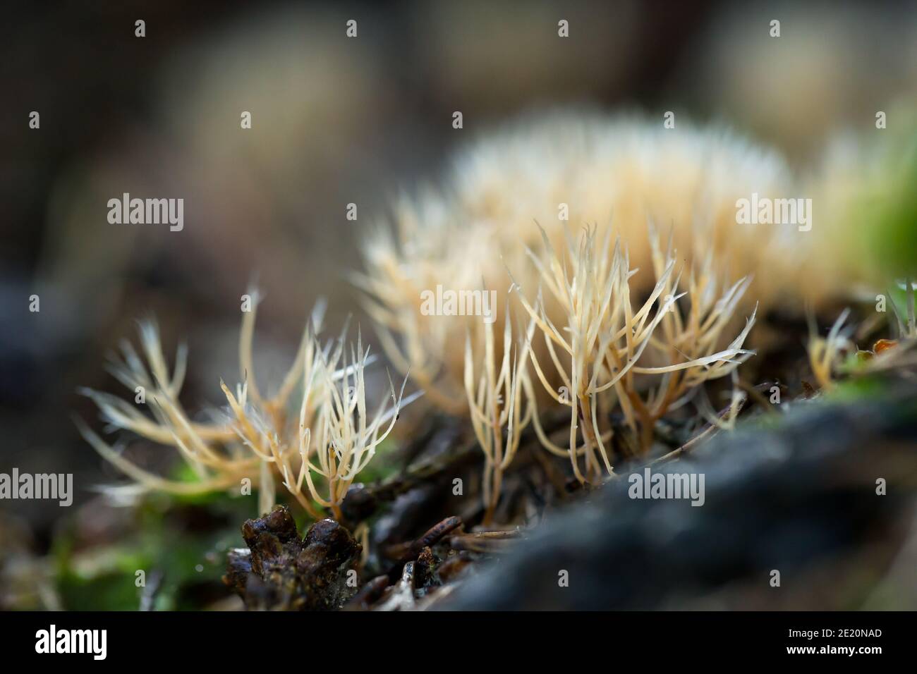 Coral fungus (Pterula multifida) Stock Photo