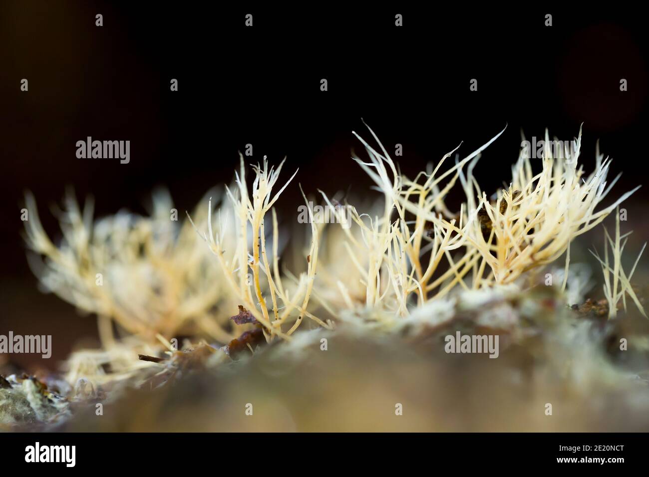 Coral fungus (Pterula multifida) Stock Photo