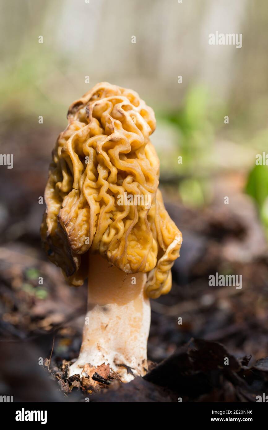 Early false morel (Verpa bohemica) in a woodland area, wild Finland
