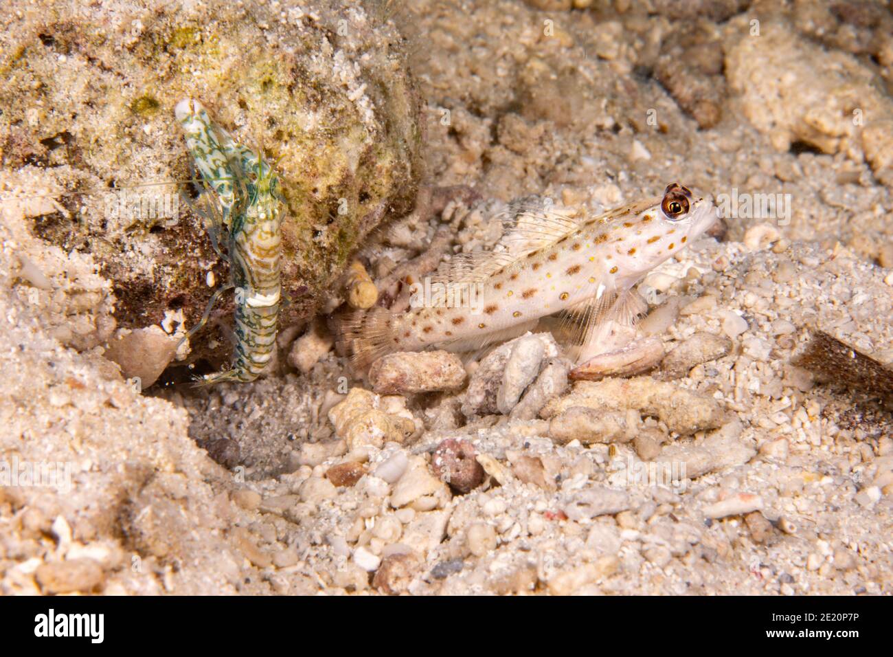 Saffron Shrimp-goby, Ctenogobiops crocineus, living in a symbiotic relationship with a blind snapping shrimp, Alpheus rapicida, who is excavating thei Stock Photo