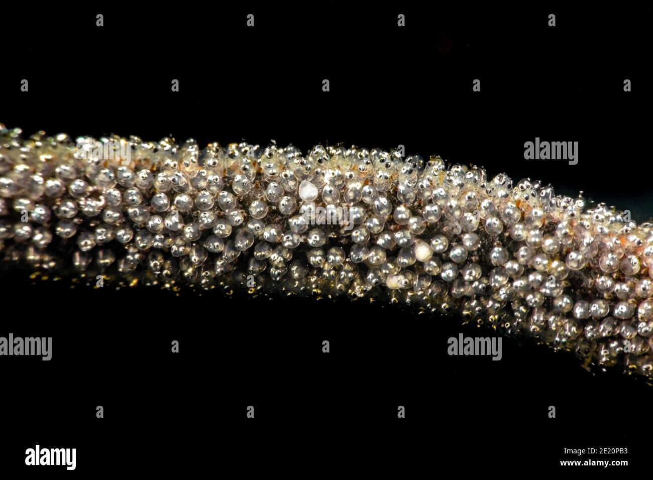 The eggs of a wire coral goby, Bryaninops yongei, on a section of wire coral, Hawaii. Stock Photo