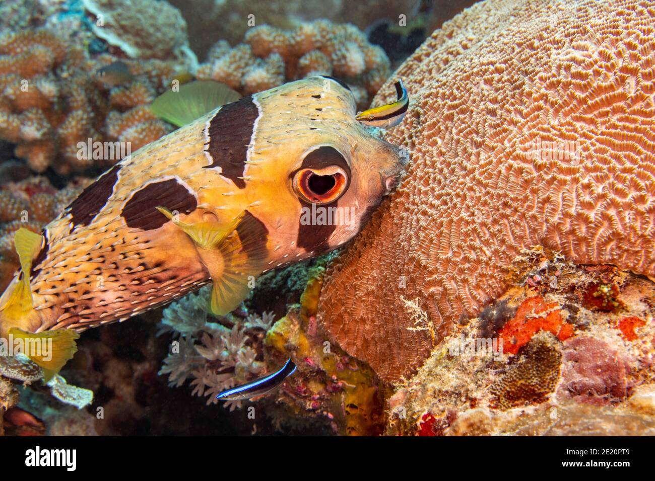 A juvenile and adult bluestreak cleaner wrasse, Labroides dimidiatus, inspect a black-blotched porcupinefish, Diodon liturosus, off the island of Yap, Stock Photo