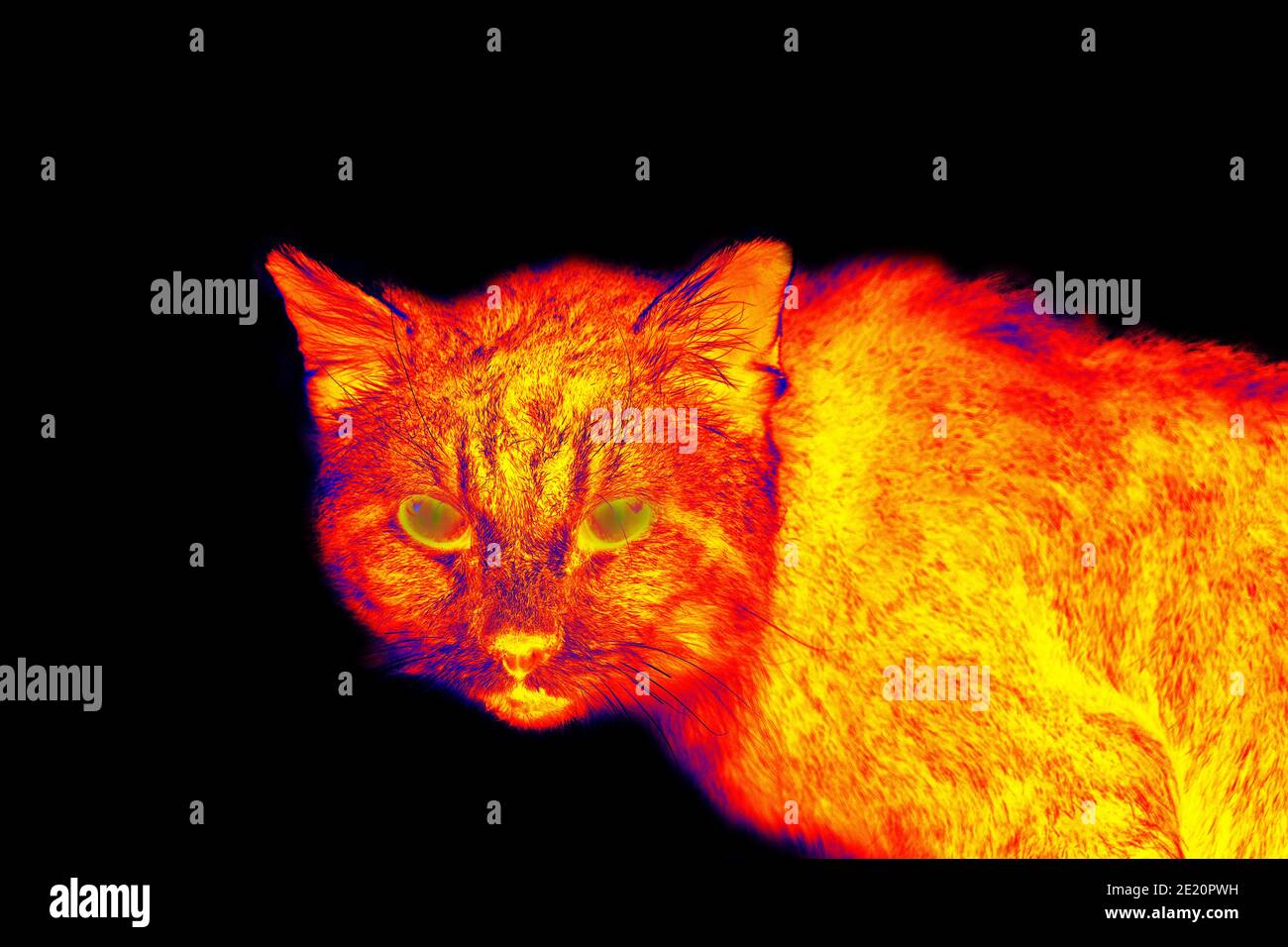 Wild stray cat in scientific high-tech thermal imager on black background isolated Stock Photo