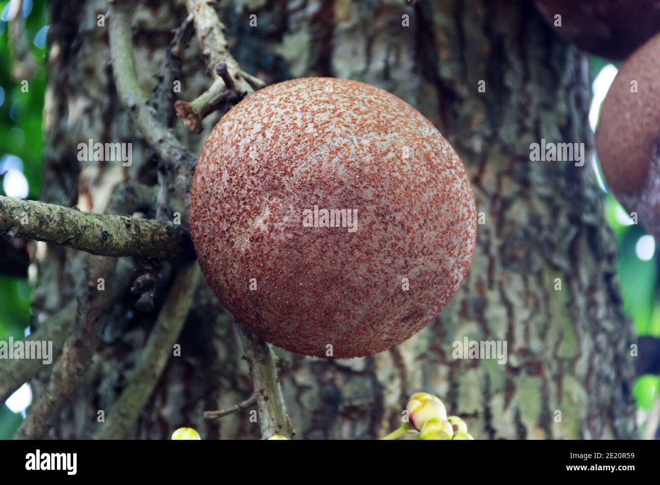 Elephant apple (Dillenia indica, Limonia acidissima, Feronia limonia) tropical tree, evergreen tree in Sri Lanka. Edible fruits and the basis for a th Stock Photo