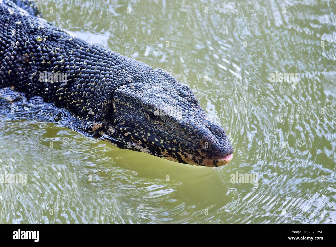 Monitor or Water Lizard floating in the lake. Large lizards in Sri Lanka Stock Photo Alamy