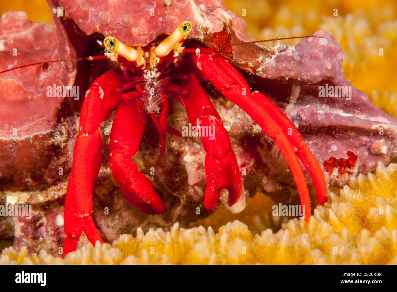 A red leg hermit or scarlet leg hermit crab, Paguristes cadenati, off ...
