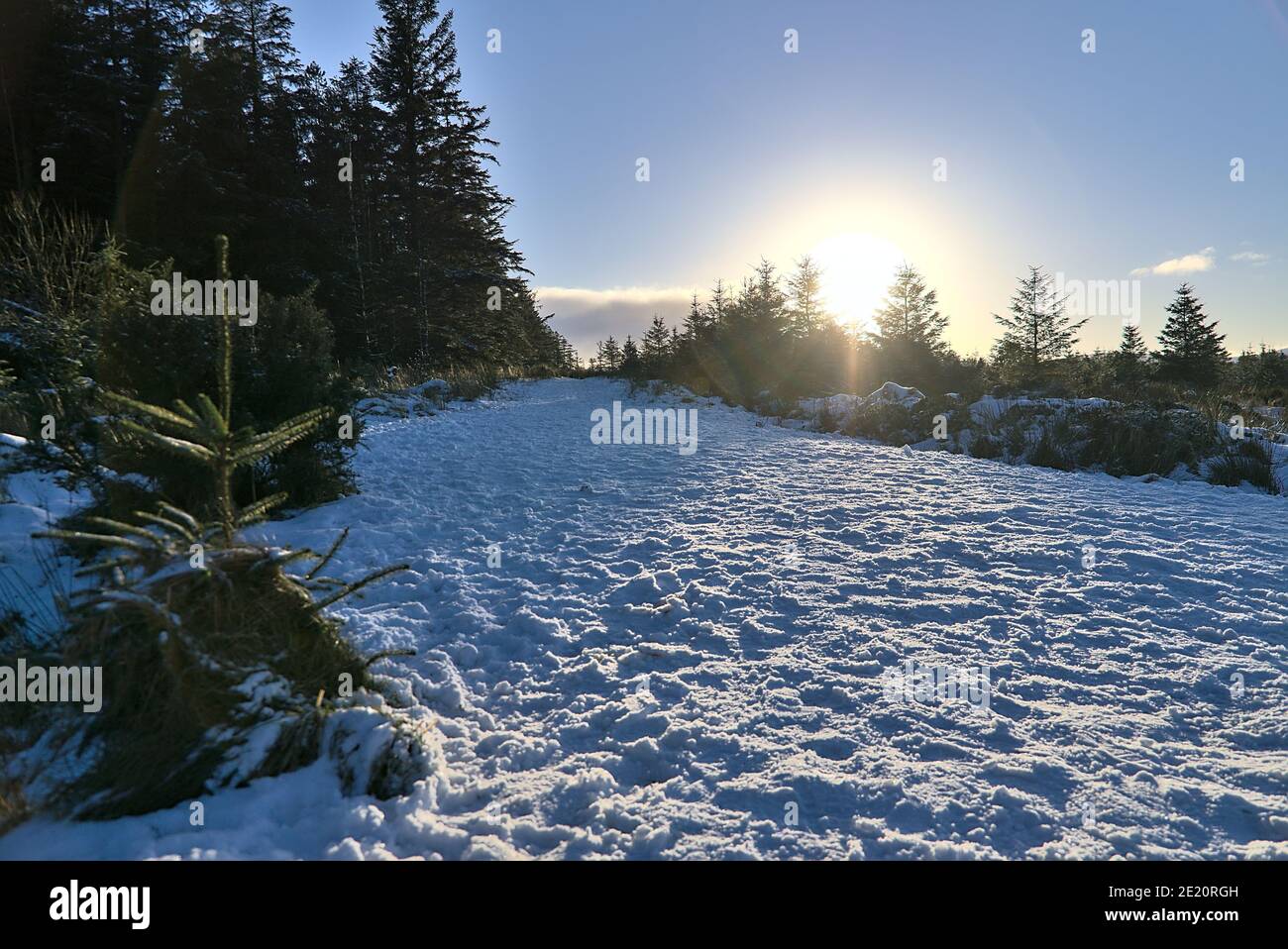 Winter sun touching top of trees in spruce forest at Dublin Panoramic