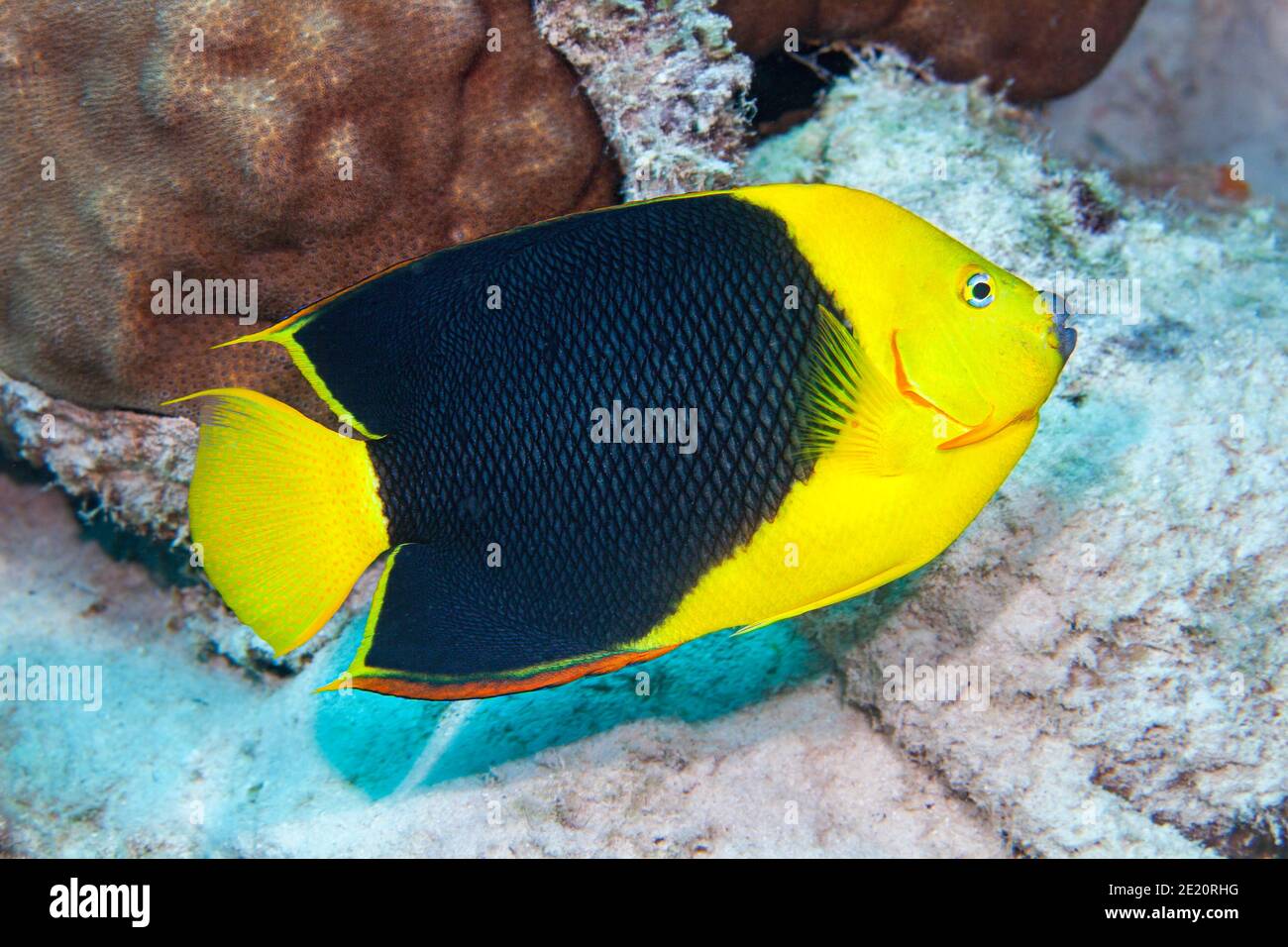 Rock beauty angelfish, Holacanthus tricolor, on coral reef, Bonaire island, Lesser Antilles, former Netherlands Antilles, Caribbean. Stock Photo