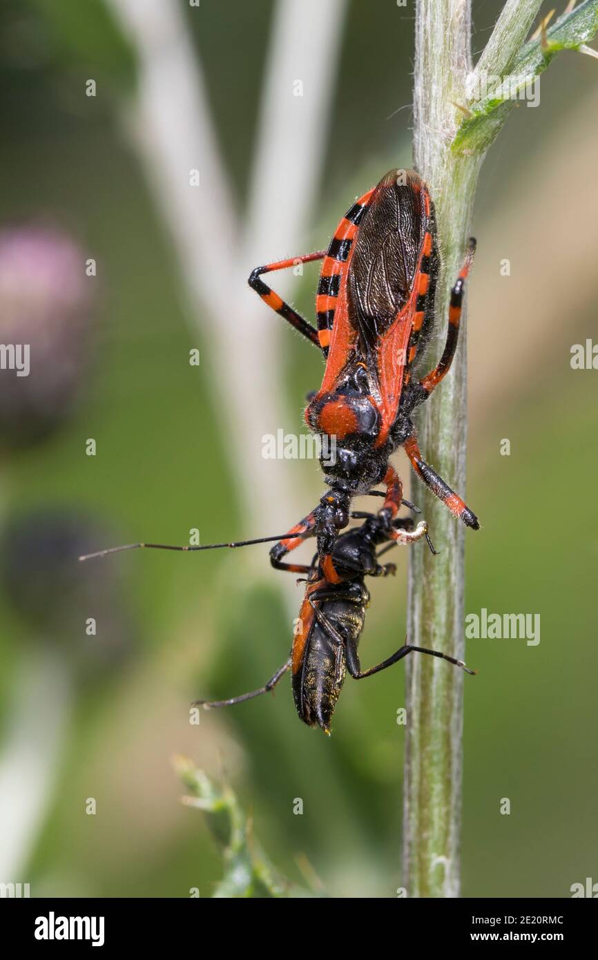 Rote Mordwanze, Zornige Raubwanze, mit erbeutetem Käfer, Beute, Mordwanze, Raubwanze, Rhynocoris iracundus, Rhinocoris iracundus, Rhynocoris iracundus Stock Photo