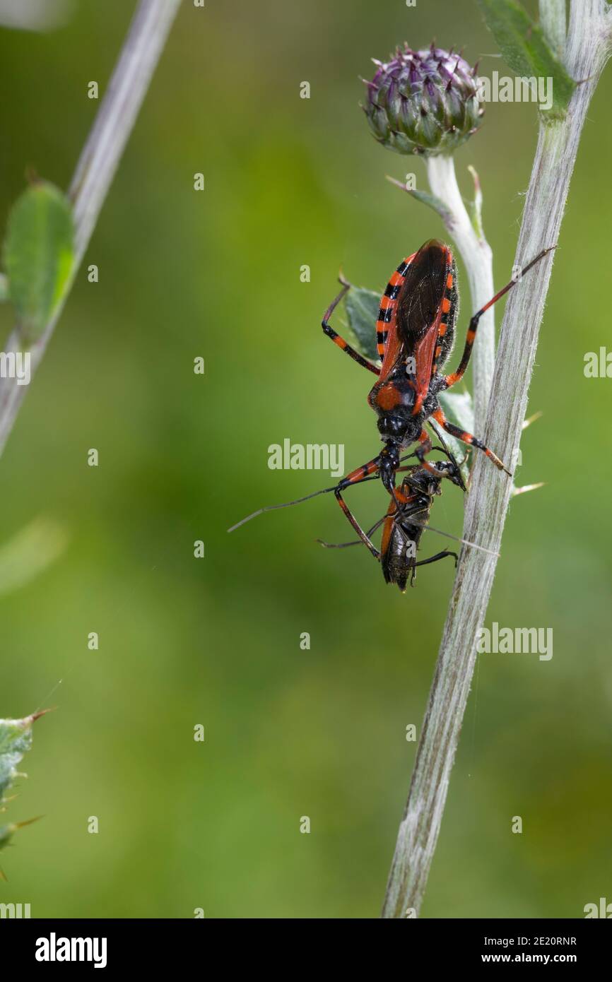 Rote Mordwanze, Zornige Raubwanze, mit erbeutetem Käfer, Beute, Mordwanze, Raubwanze, Rhynocoris iracundus, Rhinocoris iracundus, Rhynocoris iracundus Stock Photo