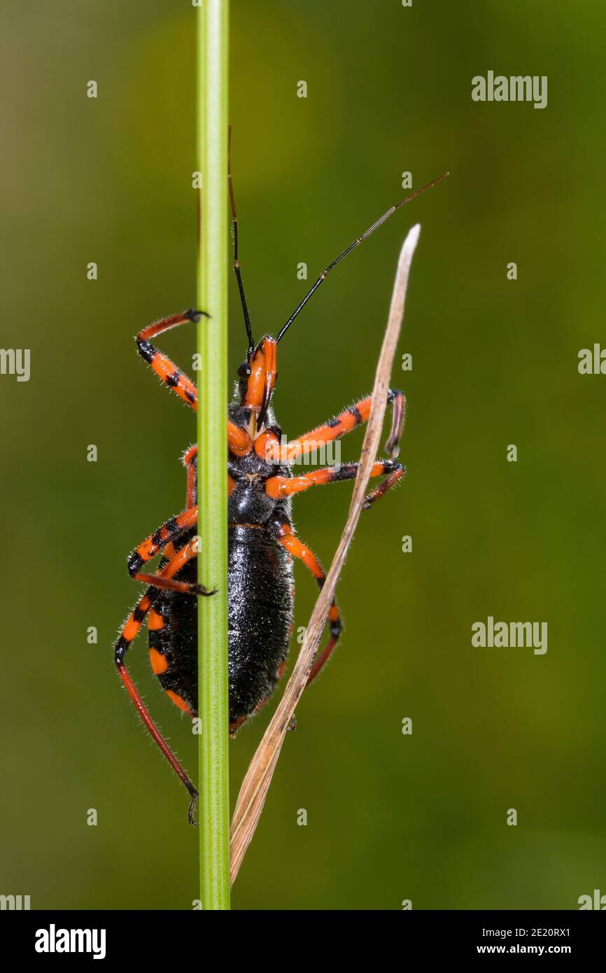 Rote Mordwanze, Zornige Raubwanze, Mordwanze, Raubwanze, Rhynocoris iracundus, Rhinocoris iracundus, Rhynocoris iracundus, red assassin bug, Reduviida Stock Photo