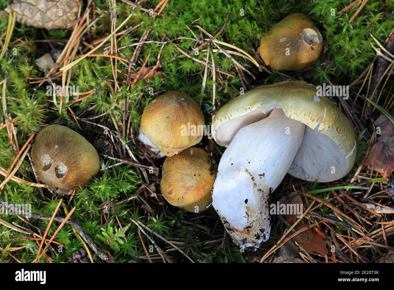 Tricholoma arvernense, also called Tricholoma sejunctoides, a knight mushroom from Finland with no common english name Stock Photo