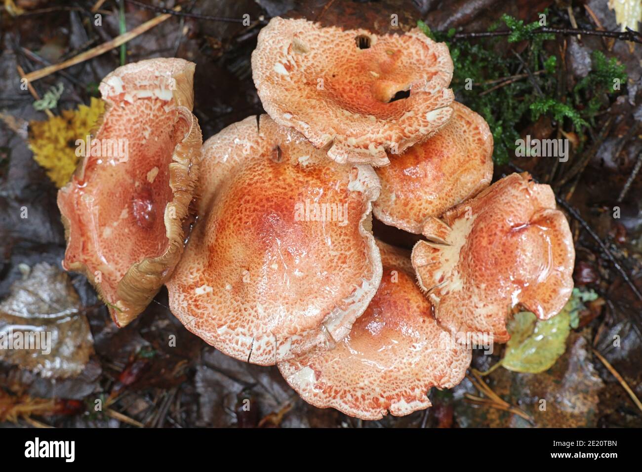 Cortinarius bolaris, known as Dappled Webcap, wild mushroom from Finland Stock Photo