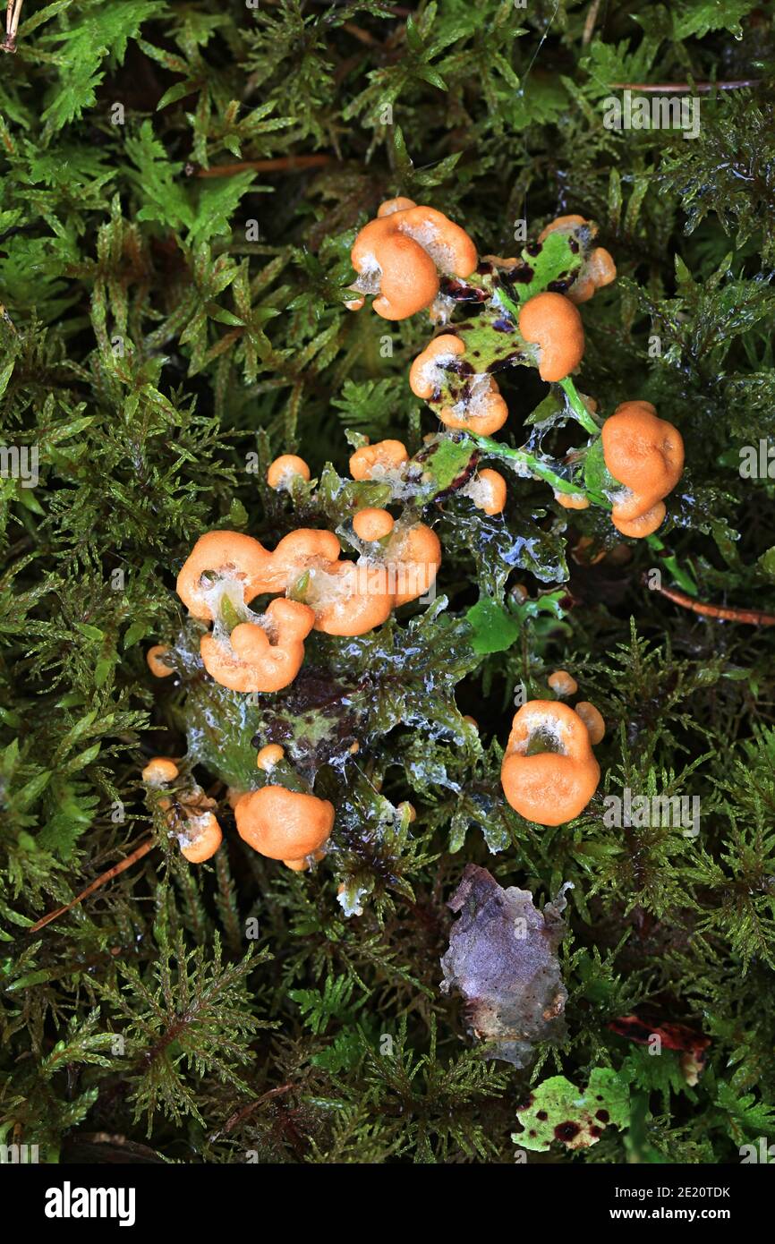 Apricot slime mold, Fuligo muscorum Stock Photo