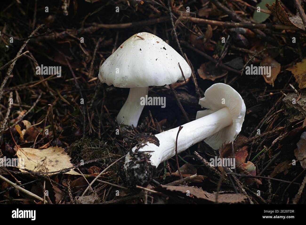 Tricholoma columbetta, known as  blue spot knight or dove-coloured tricholoma, wild mushroom from Finland Stock Photo