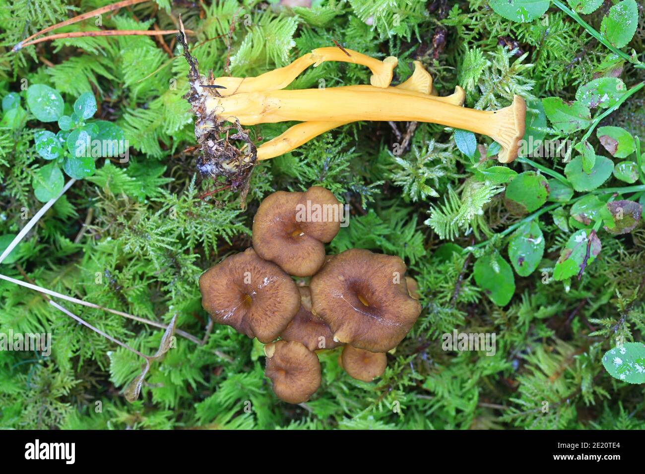 Craterellus tubaeformis (Cantharellus tubaeformis), known as yellowfoot, winter mushroom, or  trumpet chanterelle, wild edible mushroom from Finland Stock Photo