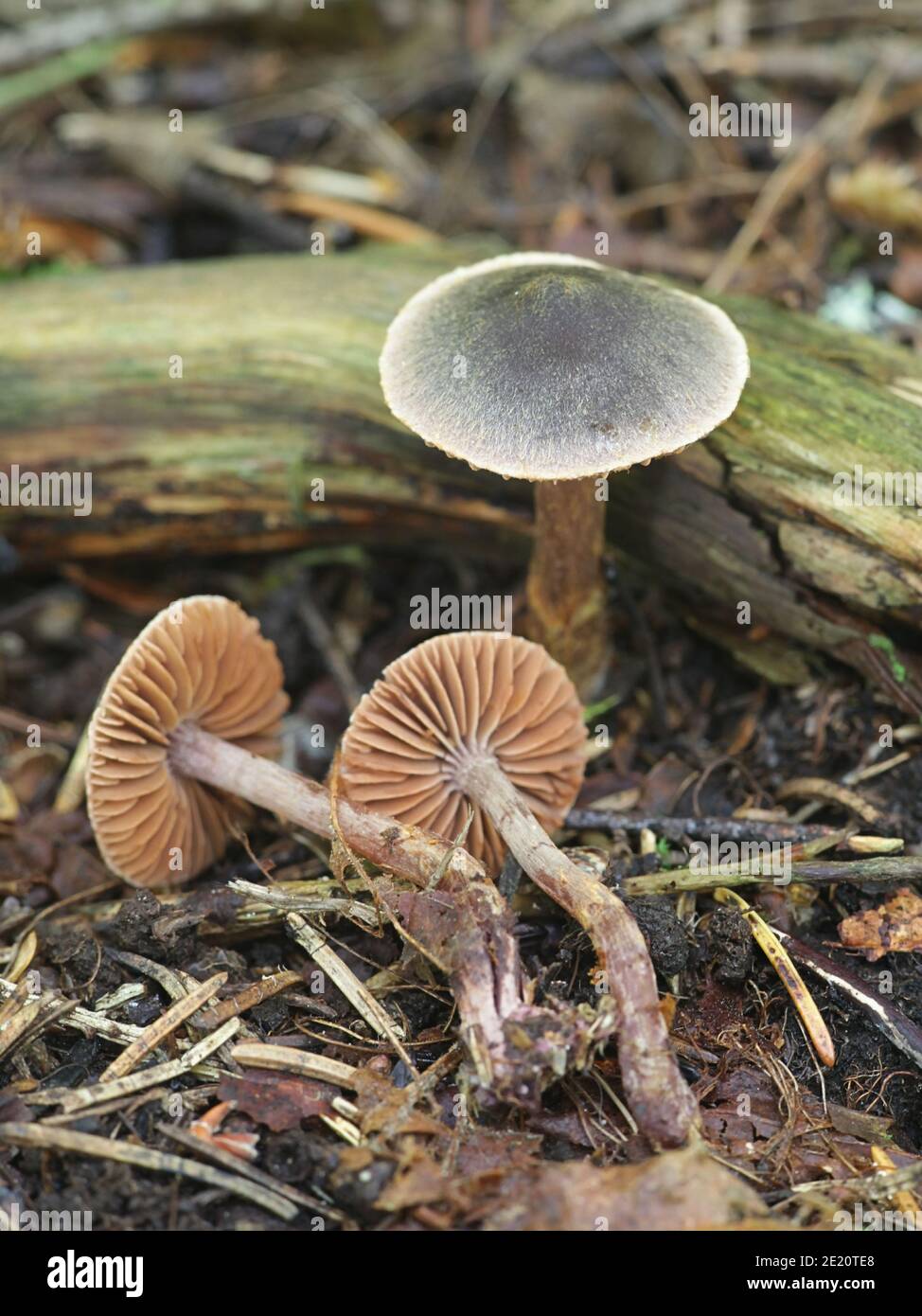 Cortinarius anthracinus, wild webcap mushrooms from Finland Stock Photo