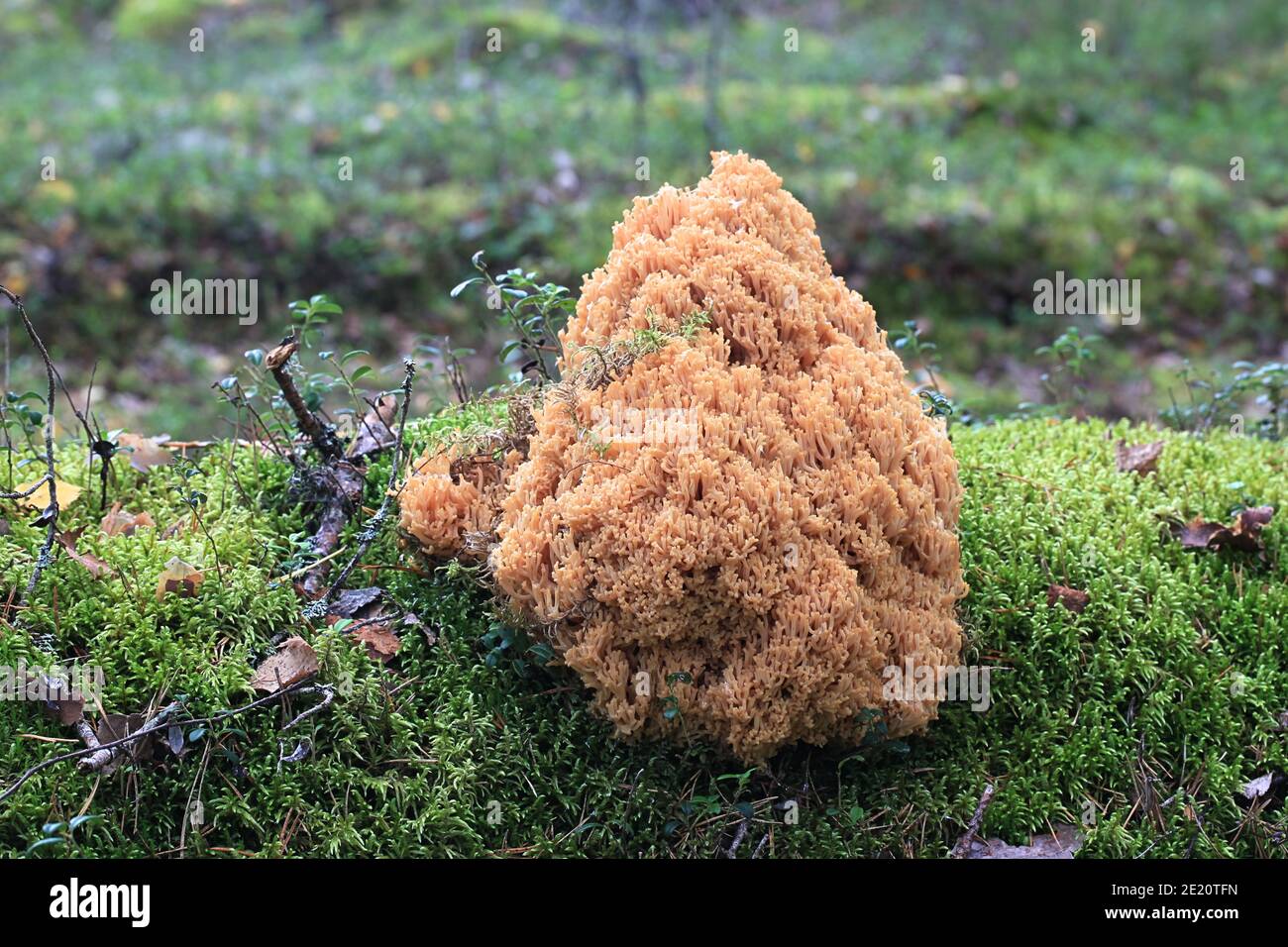 Ramaria boreimaxima, a coral fungus from Finland with no common english name Stock Photo