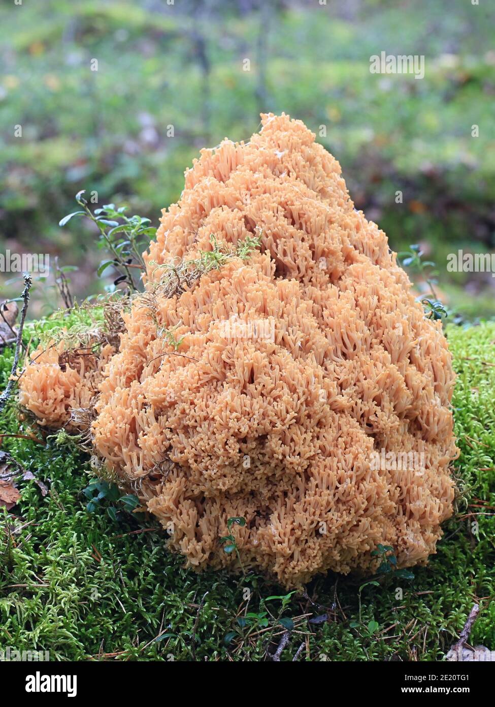 Ramaria boreimaxima, a coral fungus from Finland with no common english name Stock Photo