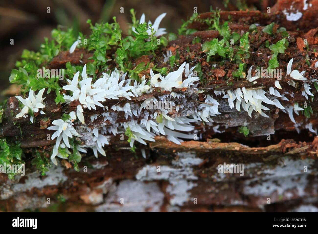 Mucronella bresadolae, known as the Icicle fungus, wild mushroom from Finland Stock Photo