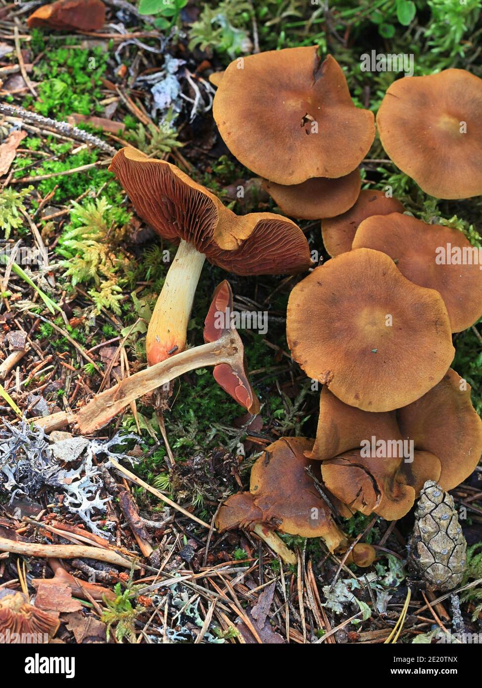 Cortinarius semisanguineus, known as surprise webcap or red-gilled webcap, wild mushroom from Finland Stock Photo