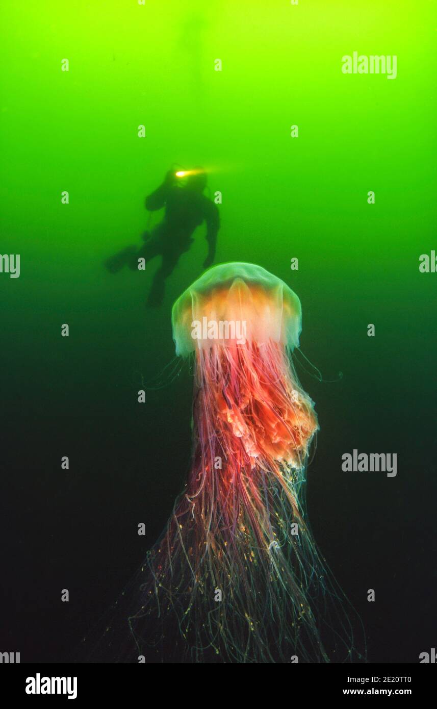 A diver (MR) and a lion's mane jellyfish, Cyanea capillata, which can reach six feet across with 30 foot tentacles, British Columbia, Canada. This is Stock Photo