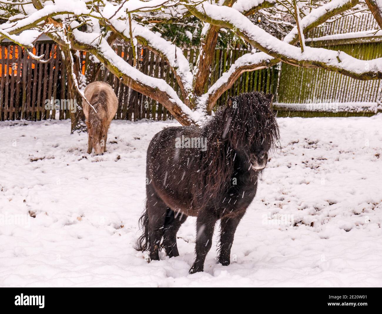 Dark brown pony with long mane in the snow - snowfall captured in motion Stock Photo