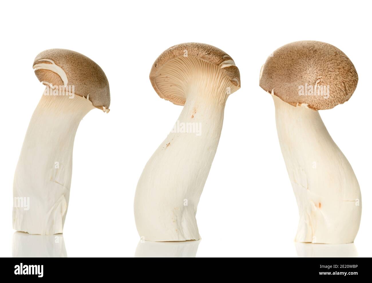 Heap of fresh raw mini king oyster mushrooms isolated on white